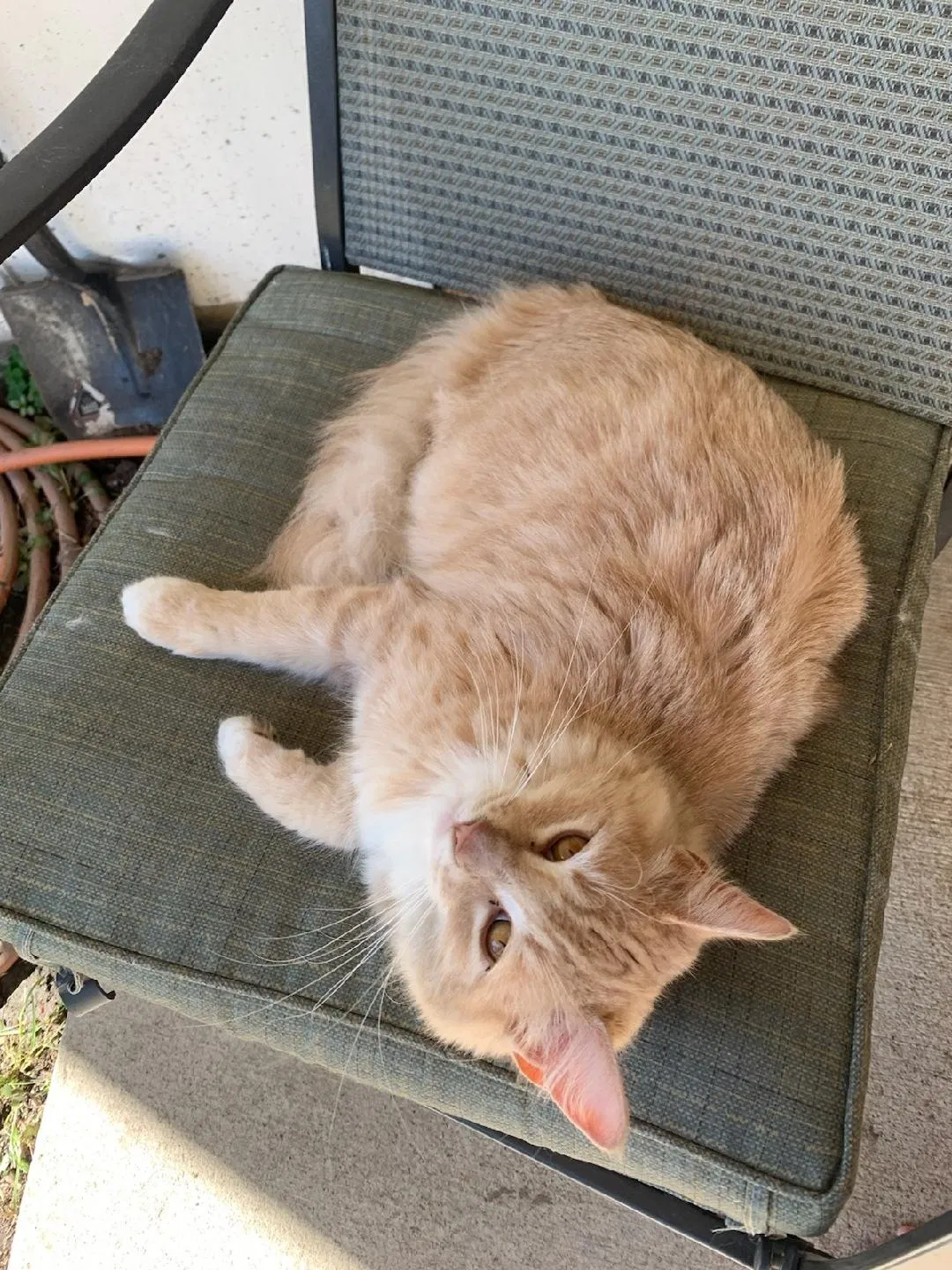 Lost cat in Friendswood, TX, 77546