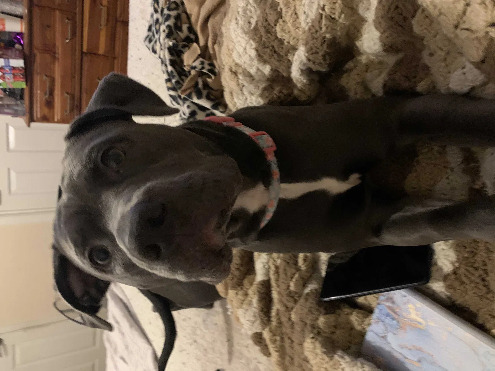 Lost dog in Bloomington, IN, 47404