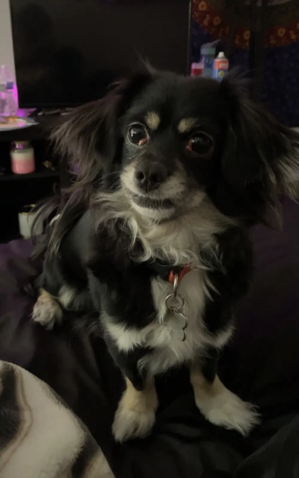 Lost dog in Rancho Mirage, CA, 92270