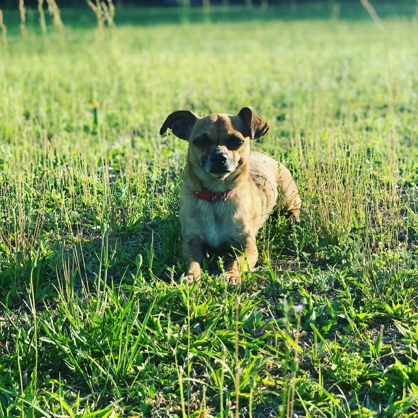 Lost dog in Archer, FL, 32618