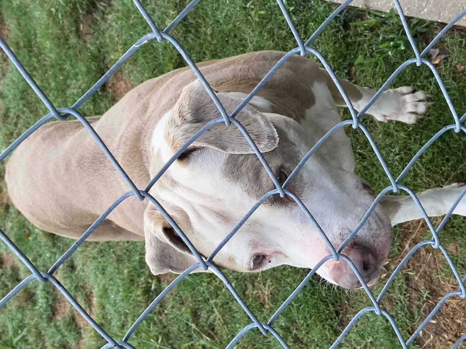Found dog in Aragon, GA, 30104