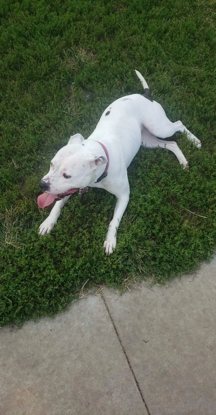 Lost dog in Topeka, KS, 66606