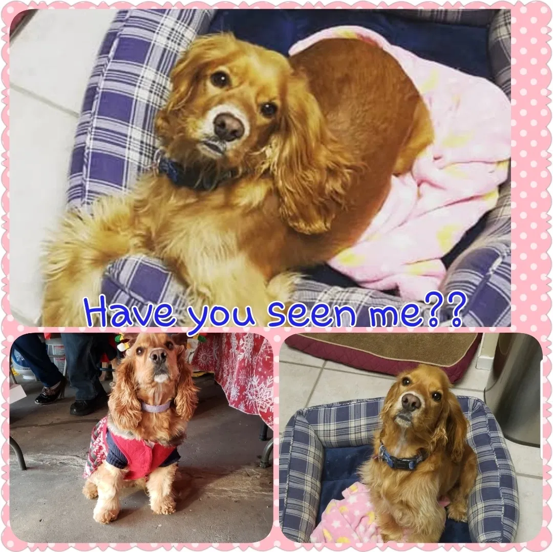 Lost dog in Madera, CA, 93637