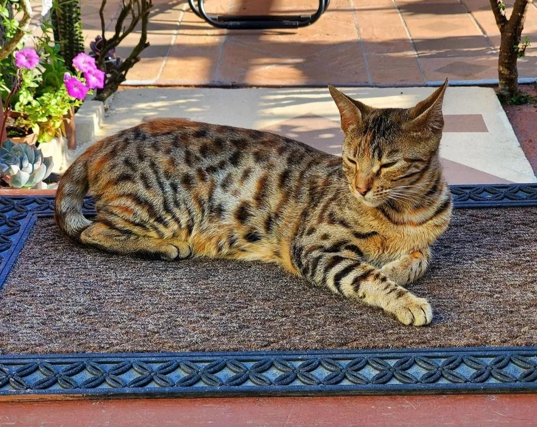 Lost cat in Daly City, CA, 94014
