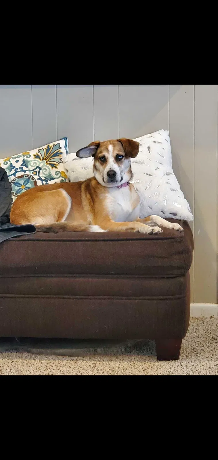 Lost dog in Fort Worth, TX, 76133