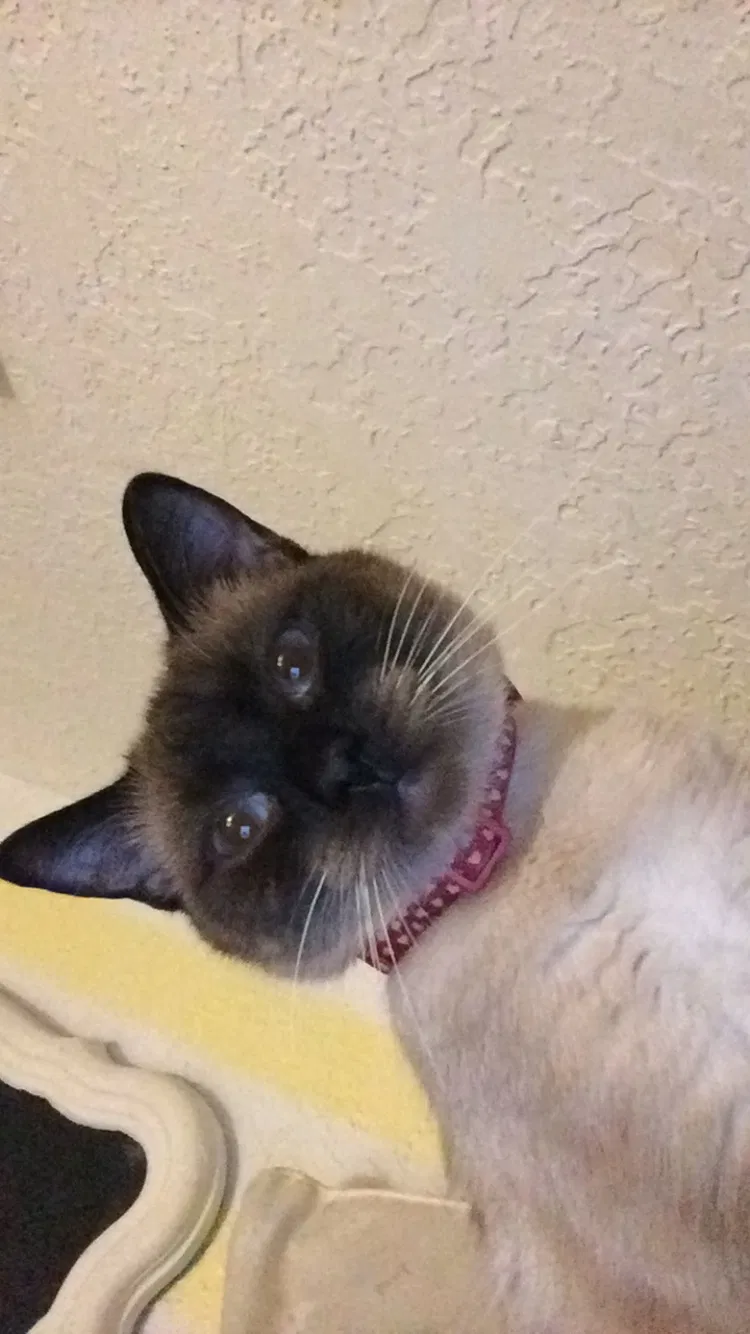 Lost cat in Lawton, OK, 73505