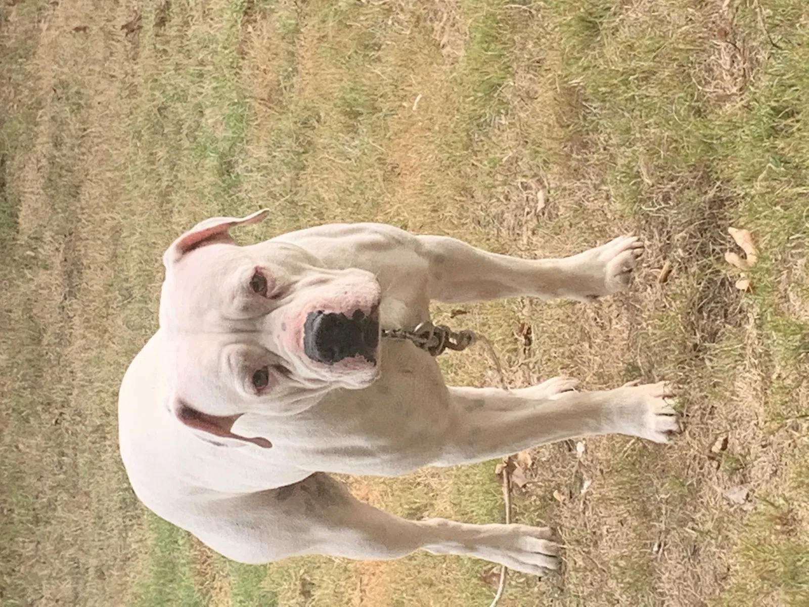 Lost dog in Union City, GA, 30291