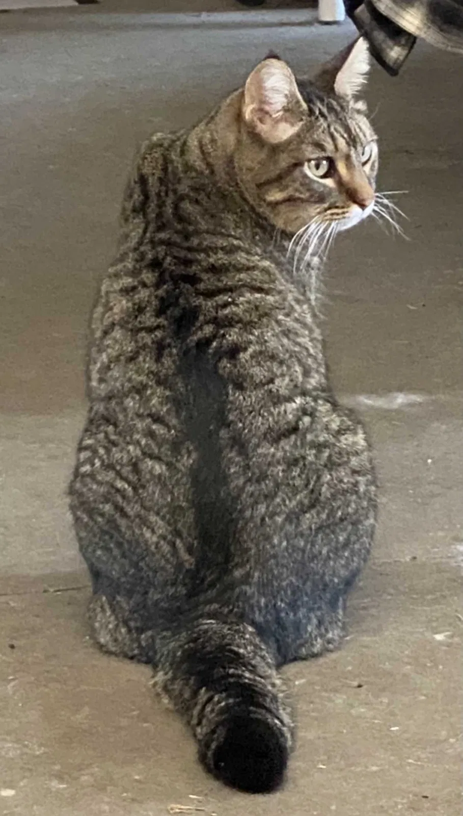 Lost cat in Dalbo, MN, 55017
