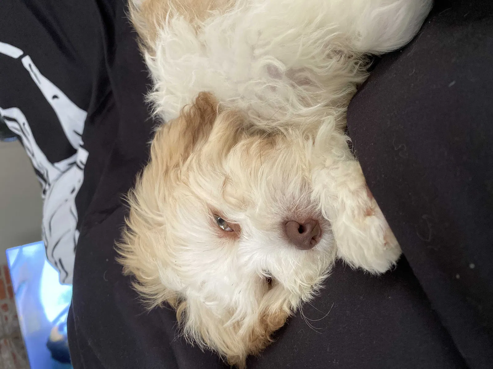 Lost dog in Petersburg, VA, 23805