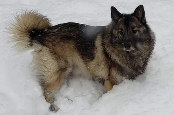 Lost dog in Meadville, PA, 16335
