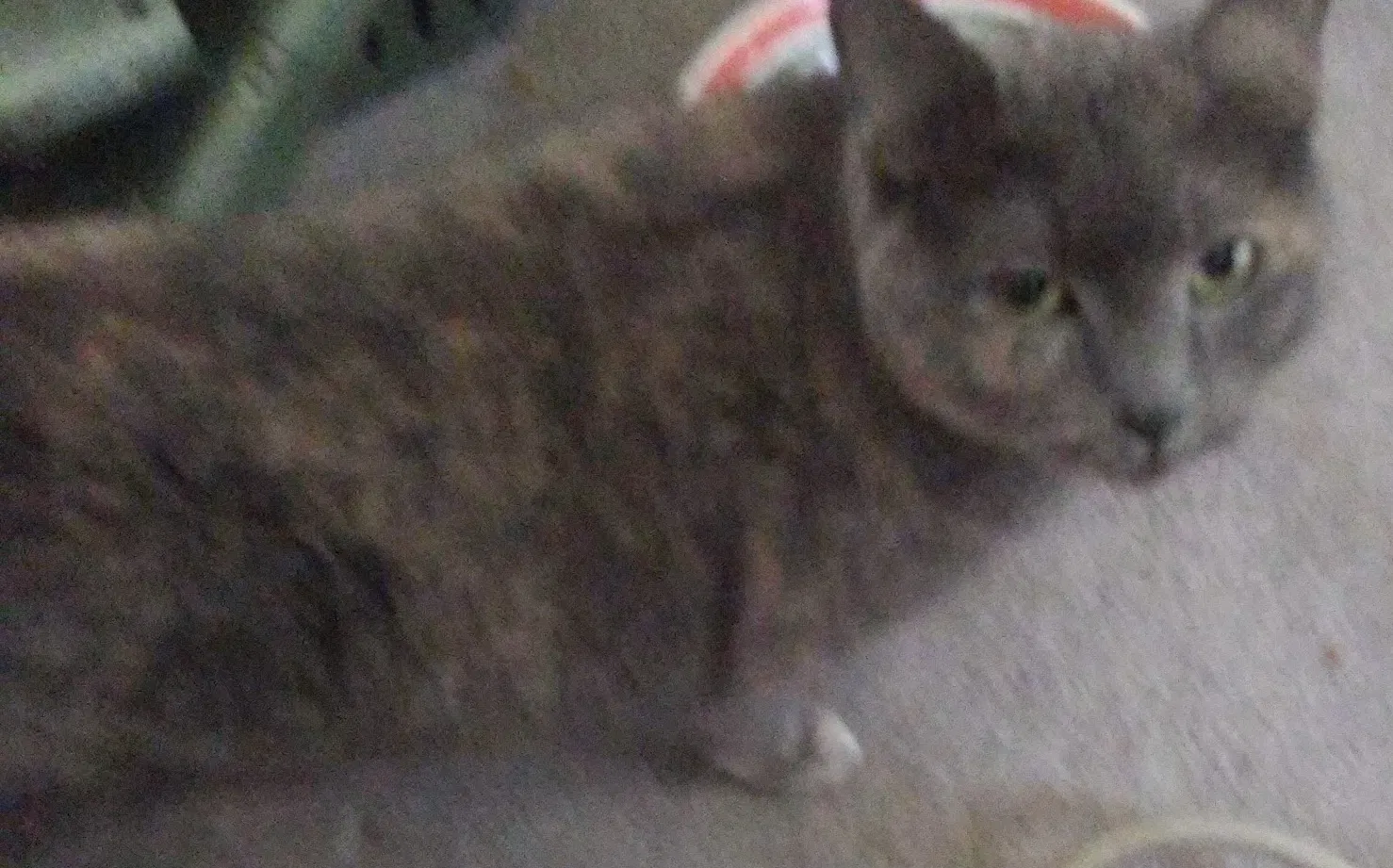 Lost cat in Denver, CO, 80204