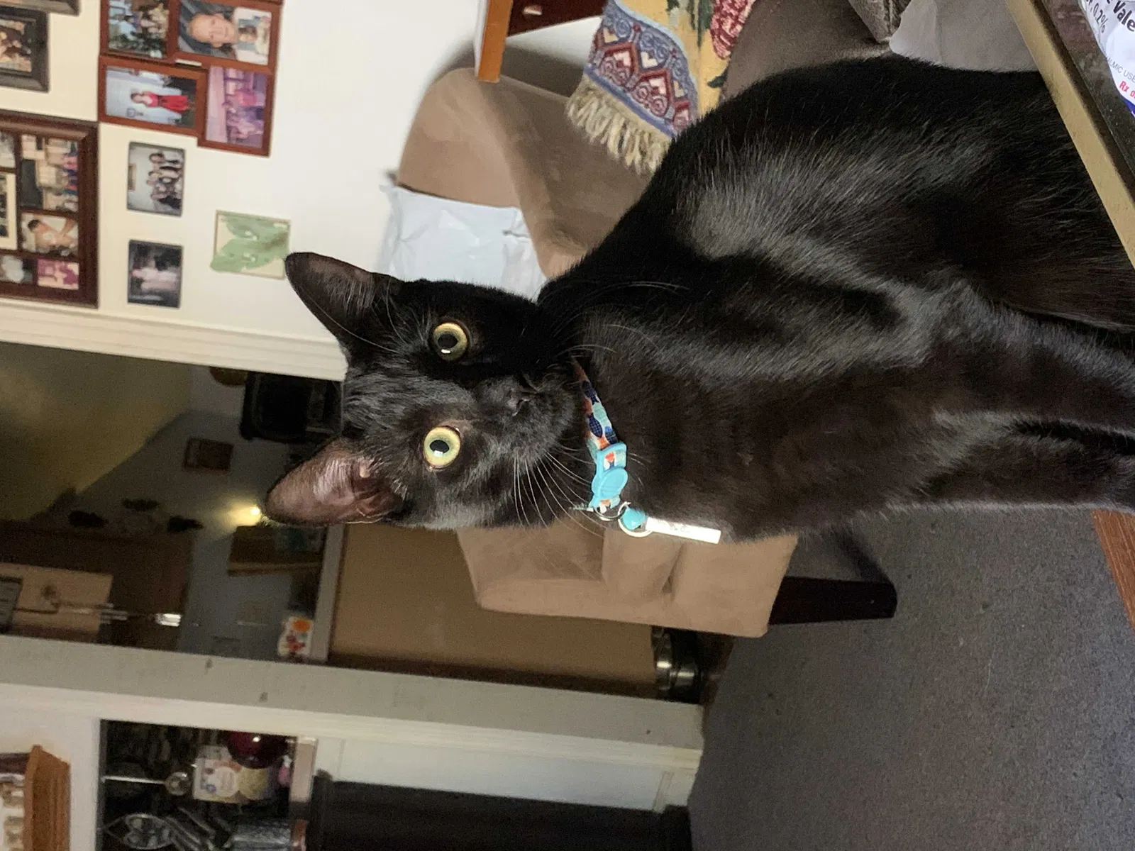 Lost cat in Saint Johns, FL, 32259