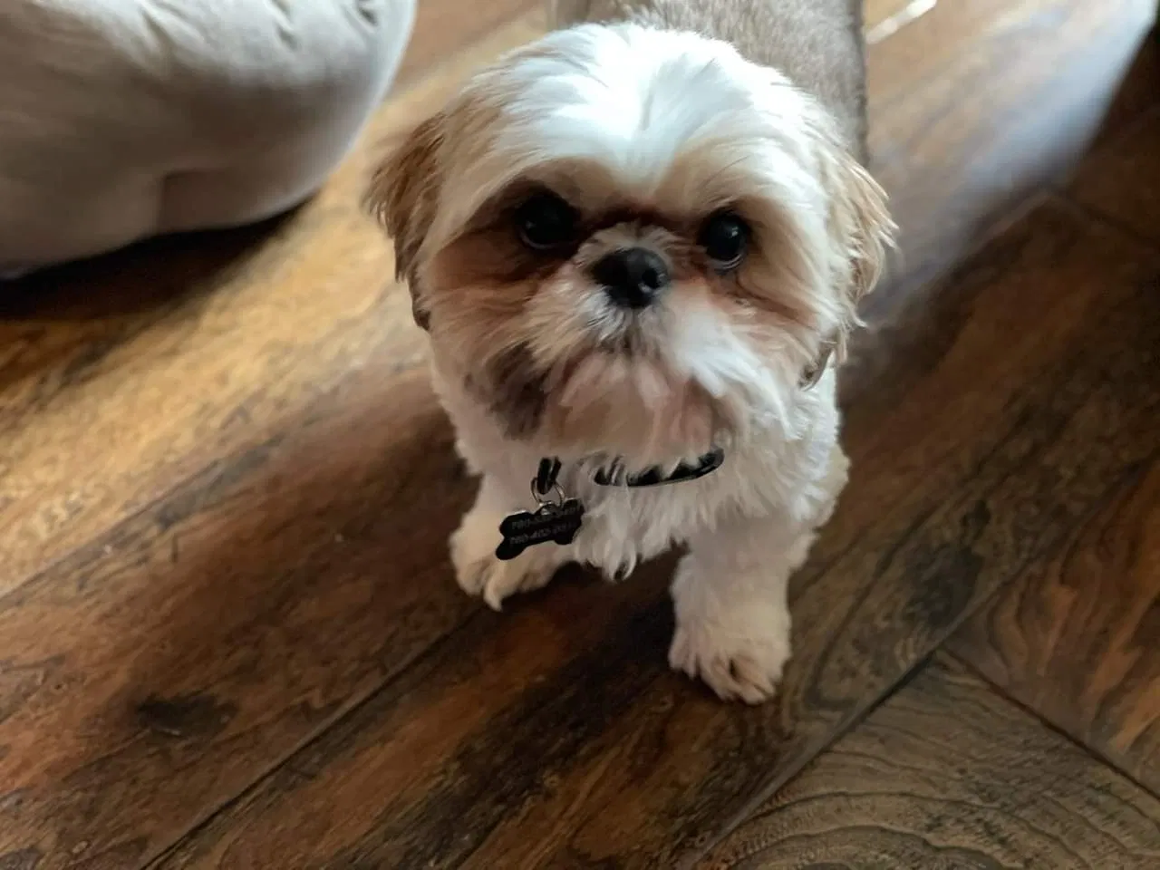 Lost dog in Carlsbad, CA, 92011