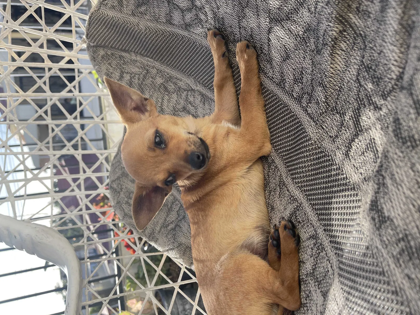 Lost dog in Bronx, NY, 10460