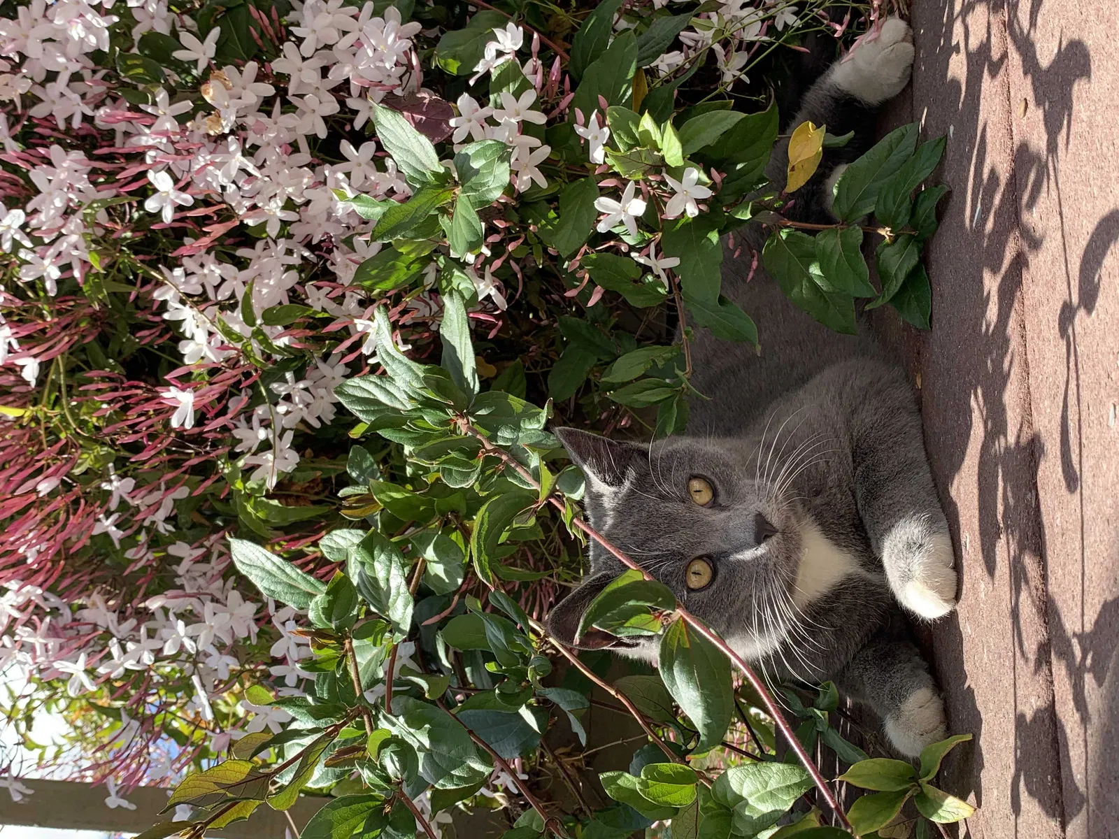 Lost cat in Riverside, CA, 92503