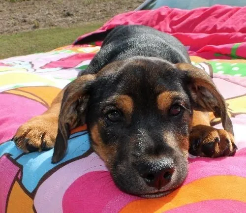 Found dog in Somerville, TN, 38068