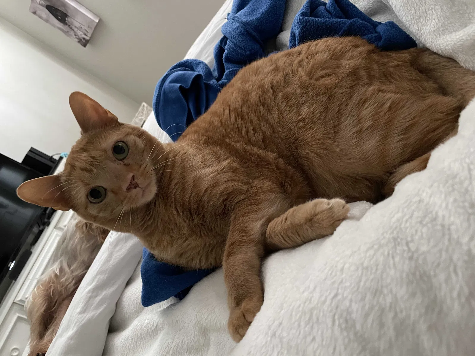Lost cat in Trussville, AL, 35173