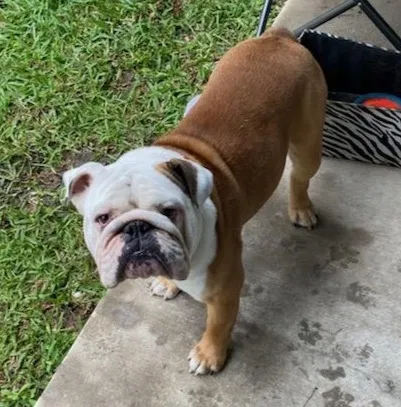 Lost dog in Willis, TX, 77378