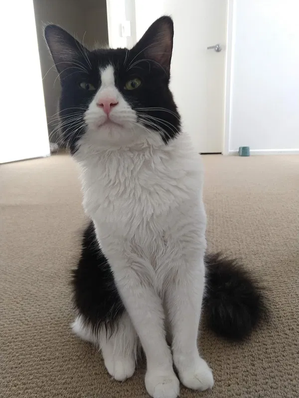 Lost cat in Montclair, CA, 91763