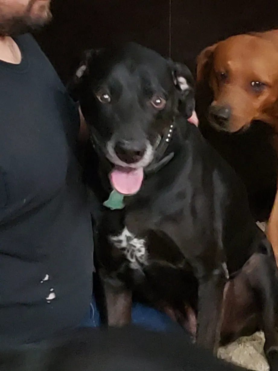 Lost dog in Kountze, TX, 77625