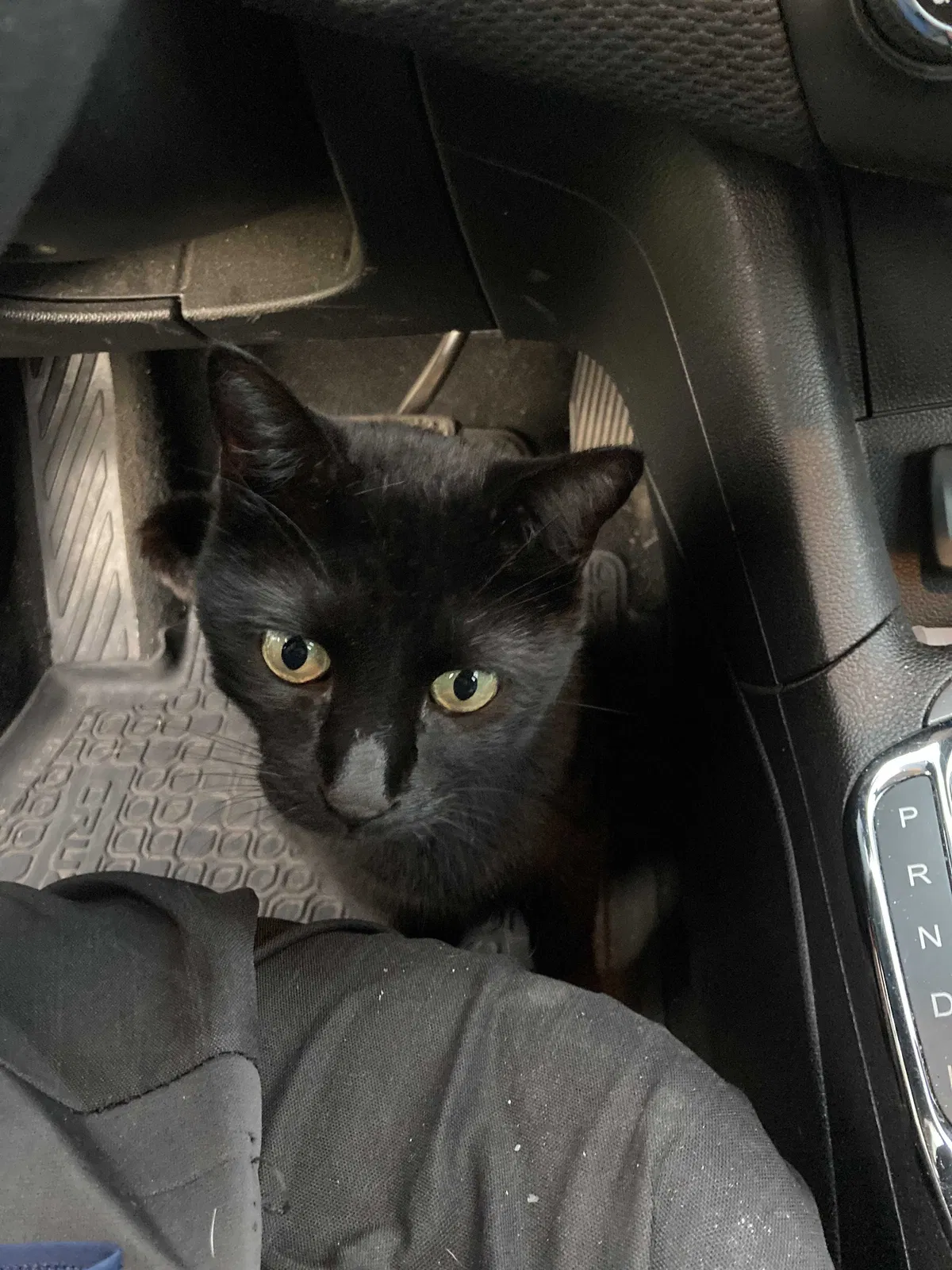 Lost cat in Ballwin, MO, 63021