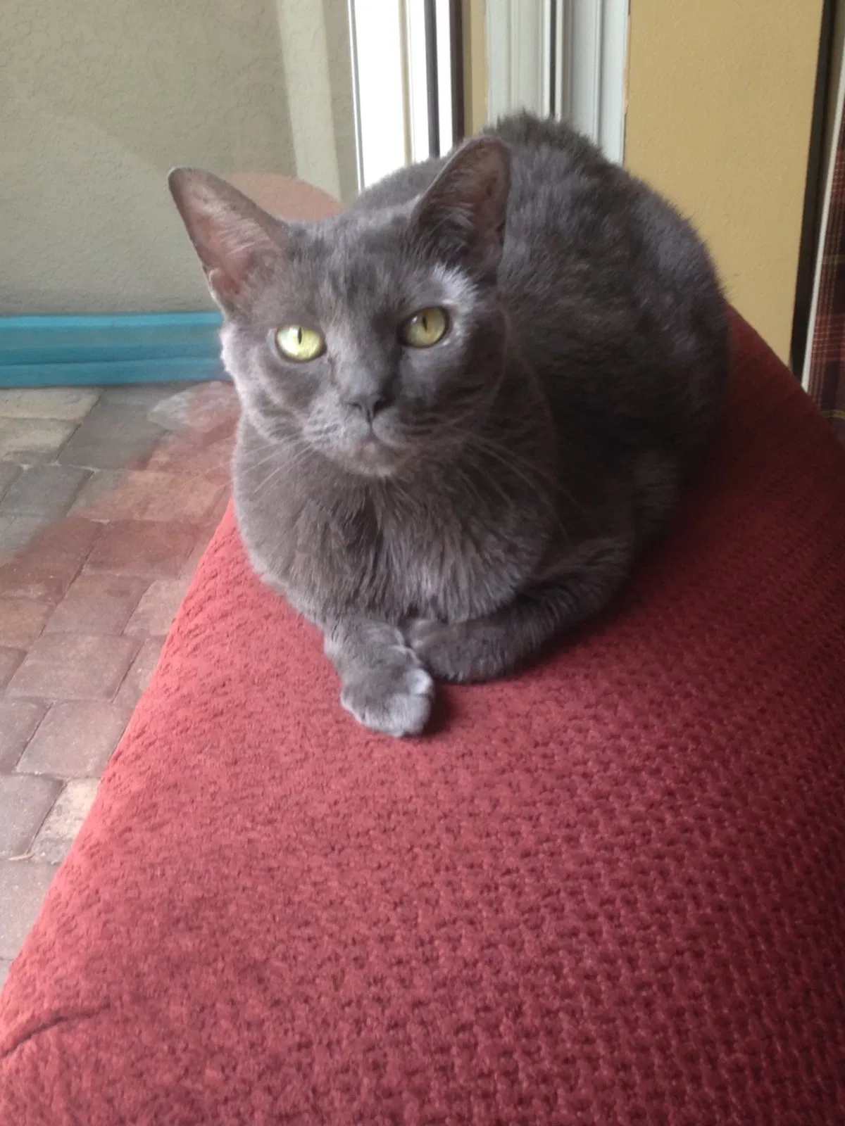 Lost cat in Tampa, FL, 33647