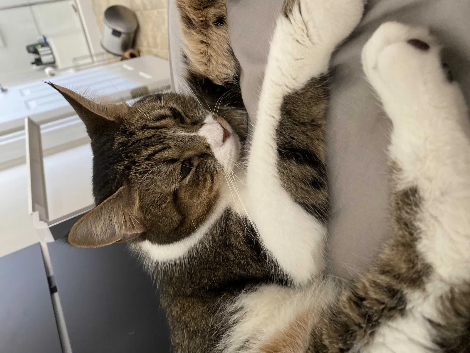 Lost cat in Saint Charles, MO, 63304