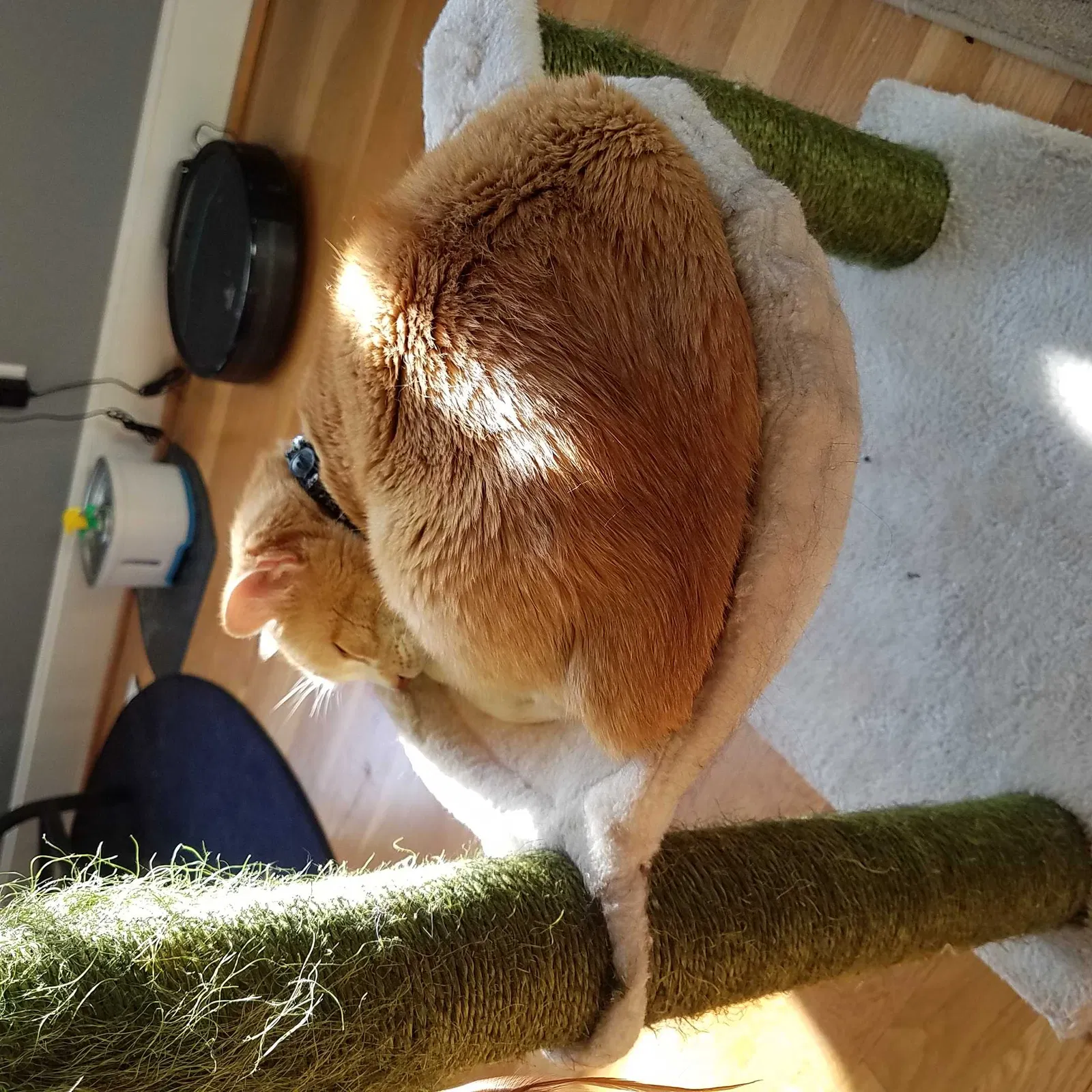 Lost cat in Kansas City, MO, 64114