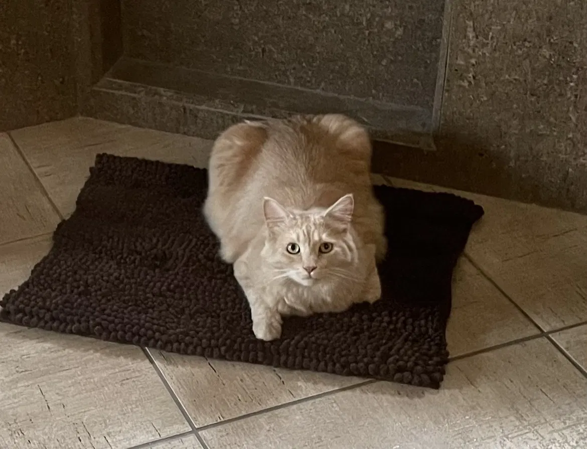 Lost cat in Tucson, AZ, 85748