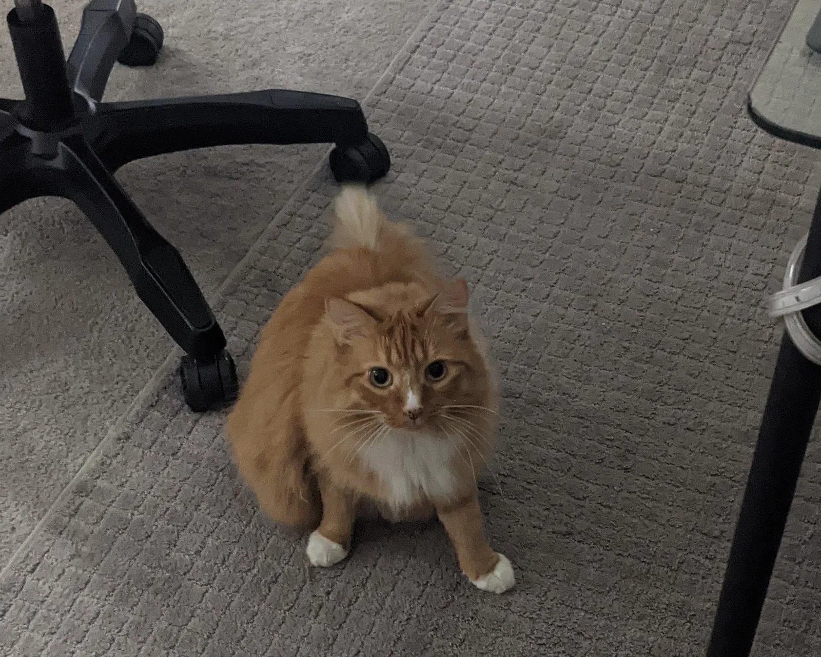 Lost cat in Las Vegas, NV, 89113