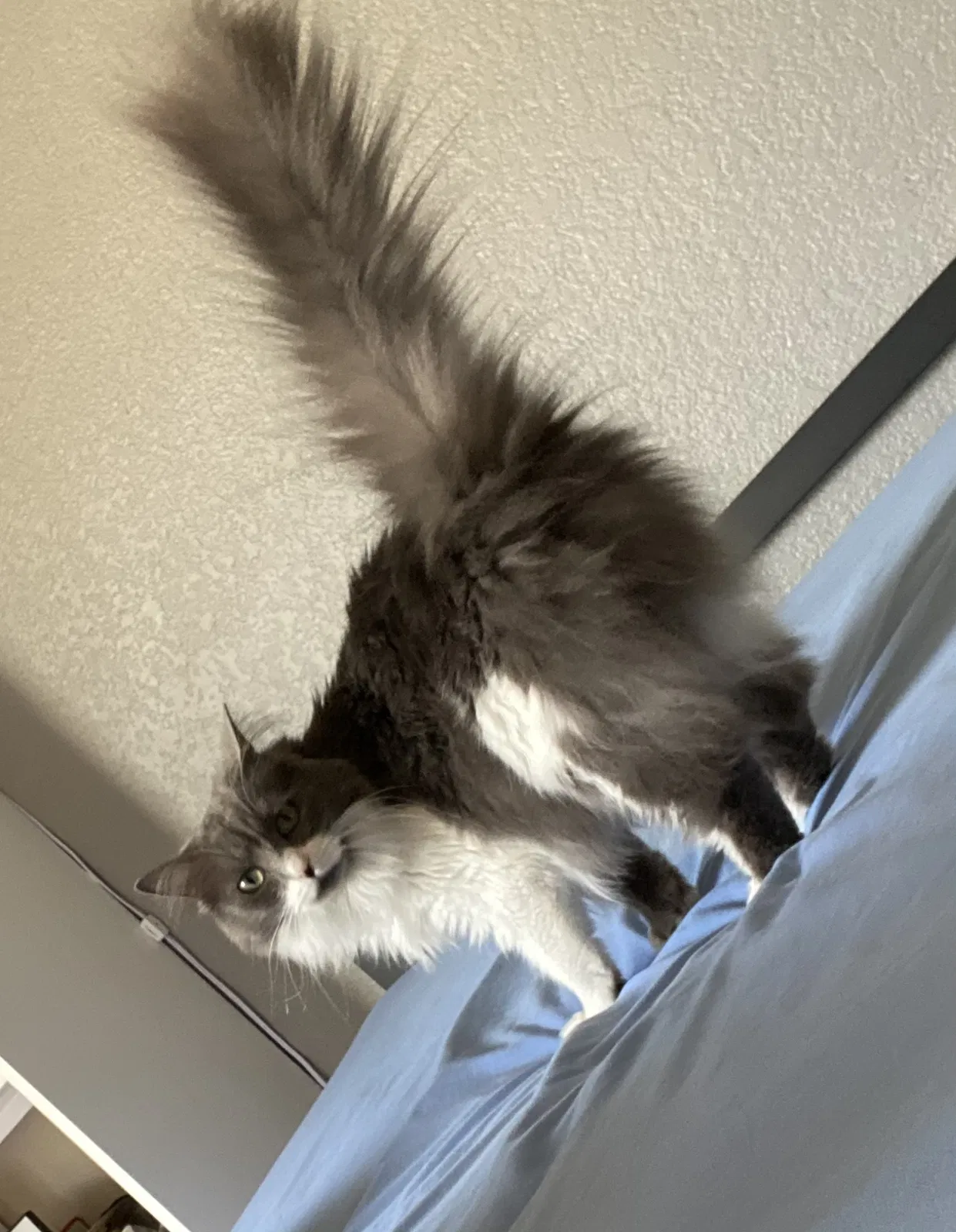 Lost cat in Hermitage, TN, 37076