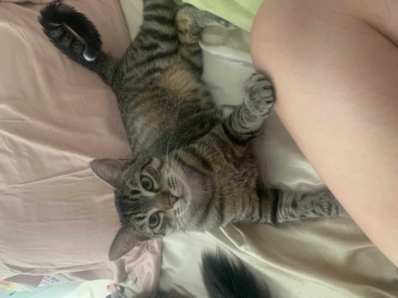 Lost cat in Metairie, LA, 70001