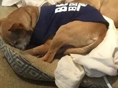 Lost dog in Ferndale, MI, 48220
