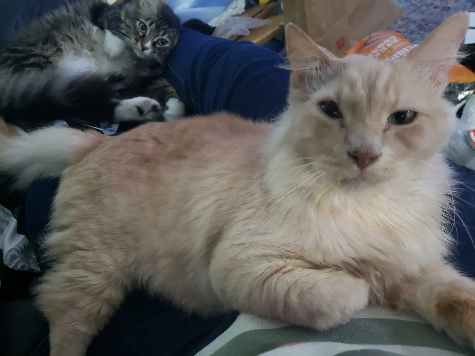 Lost cat in Longview, WA, 98632
