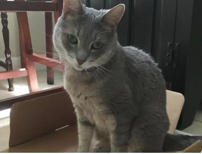 Lost cat in Brookline, MA, 2446