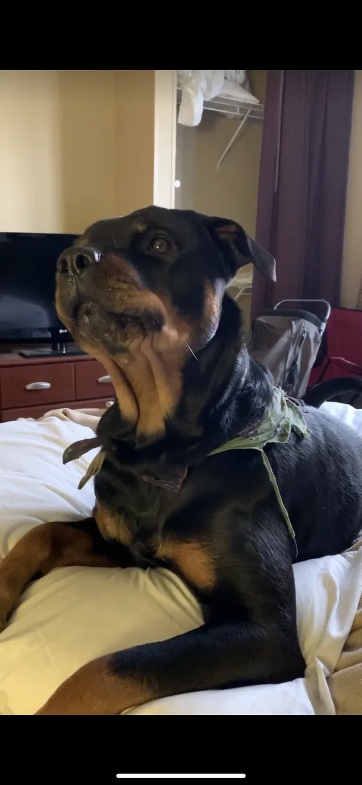 Lost dog in Ocala, FL, 34480