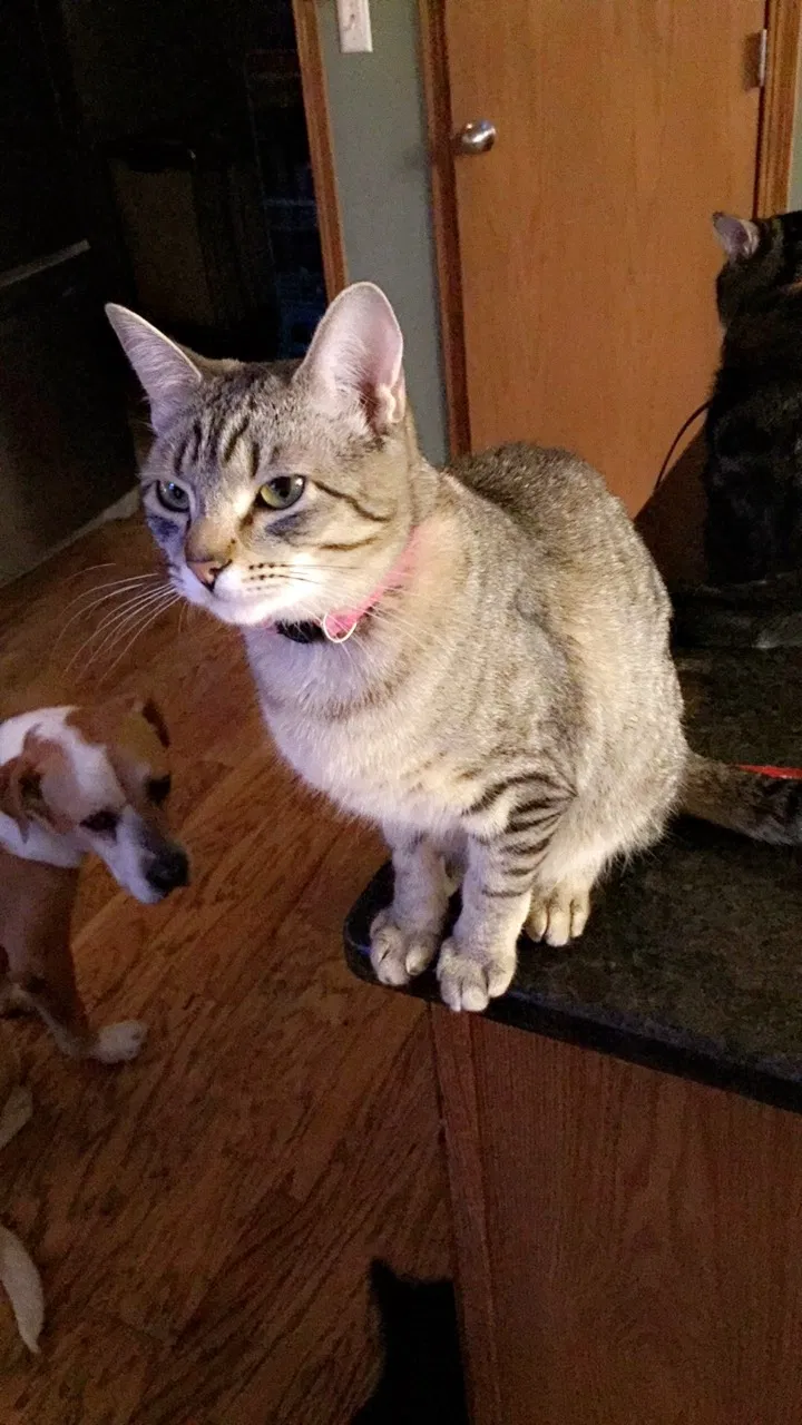 Lost cat in Wichita, KS, 67205
