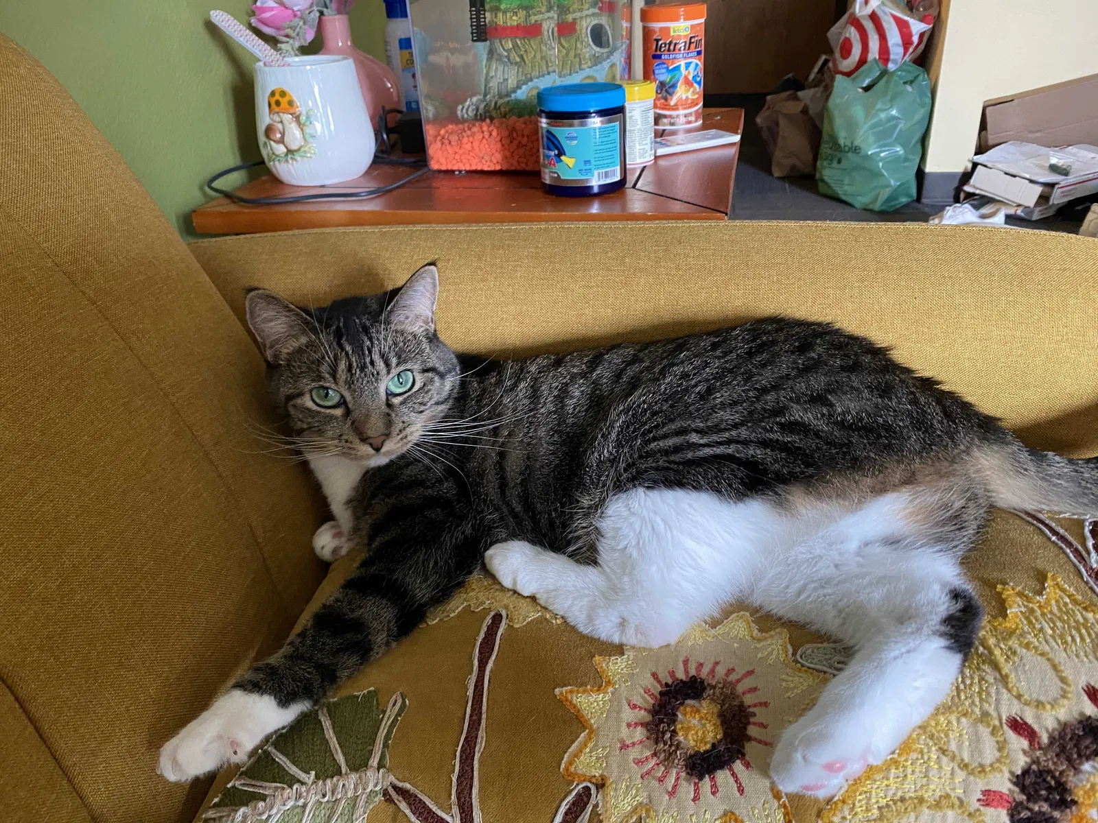 Lost cat in Portland, OR, 97221