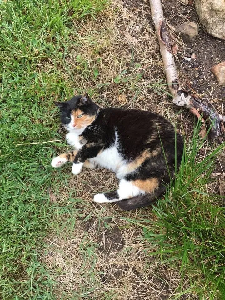Lost cat in Stafford, VA, 22556