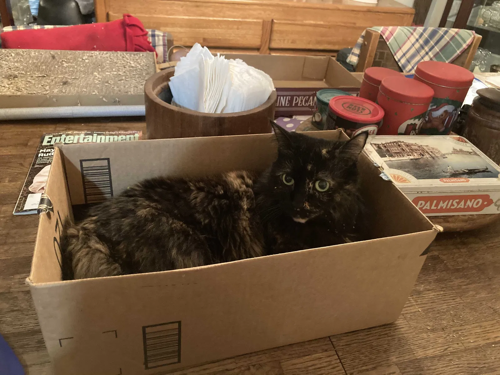 Lost cat in Redmond, WA, 98052