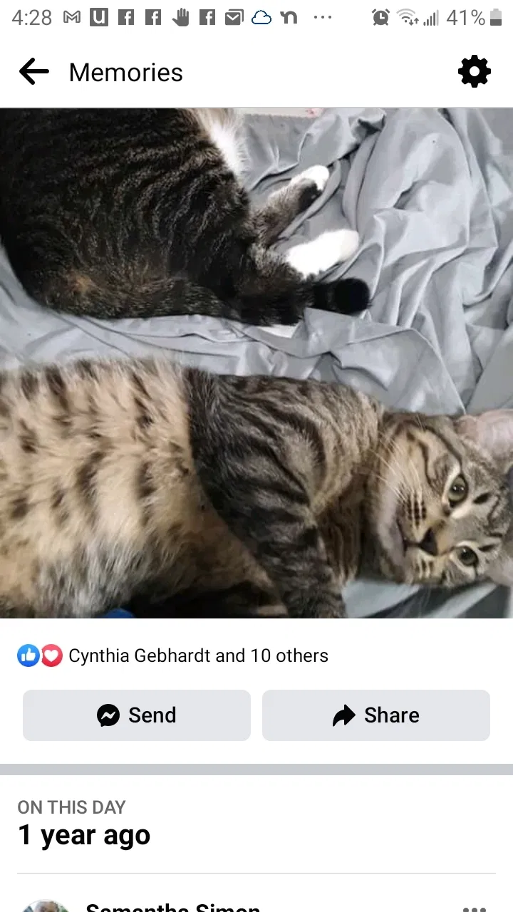 Lost cat in Butler, WI, 53007