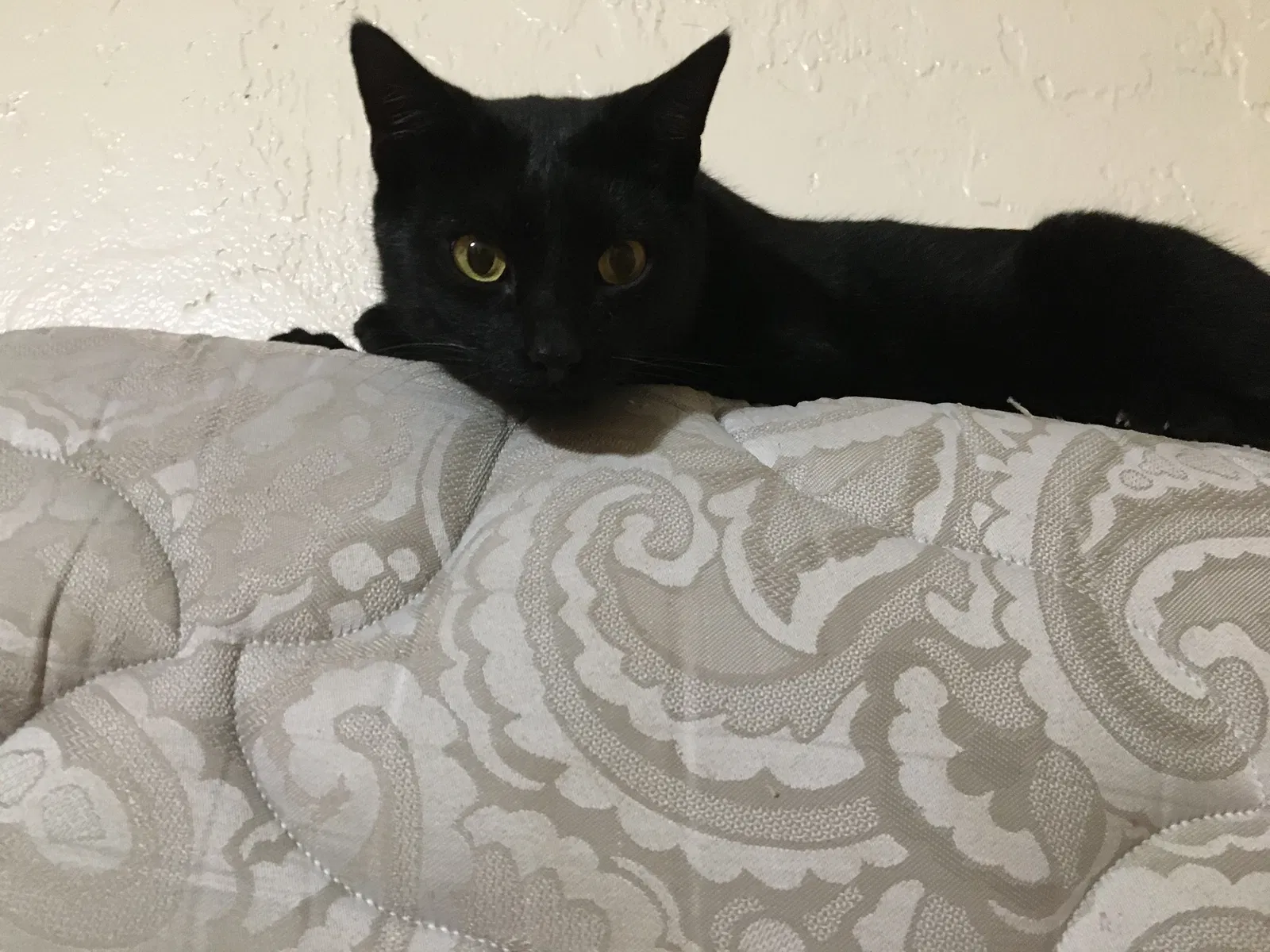 Lost cat in Keystone Heights, FL, 32656