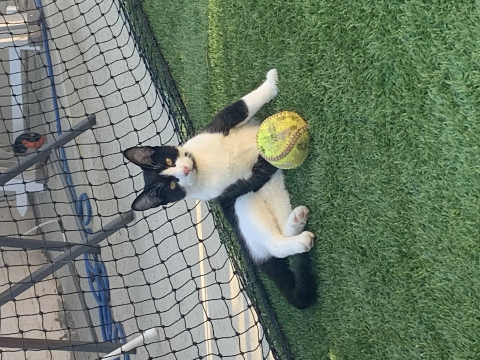 Lost cat in Orange, CA, 92865