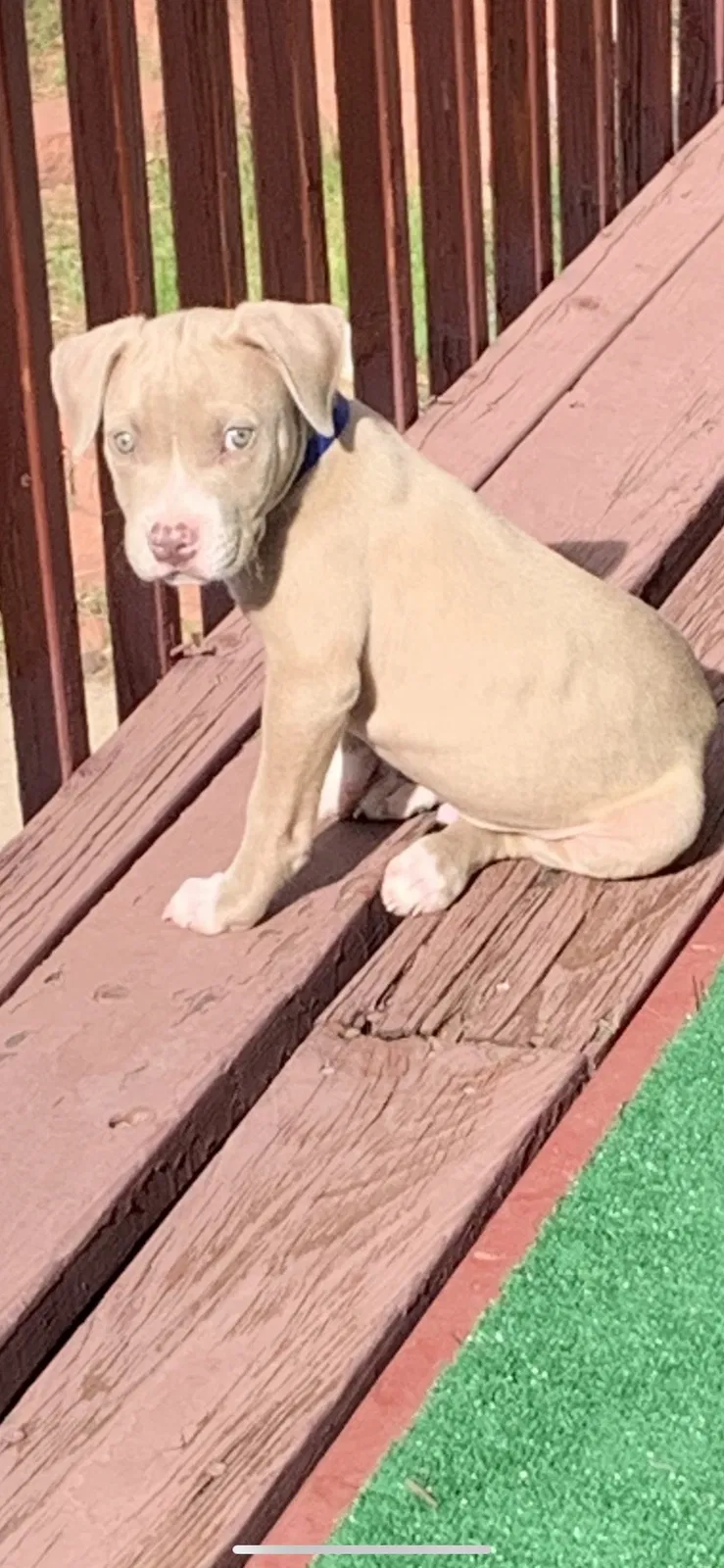 Lost dog in Denver, CO, 80204