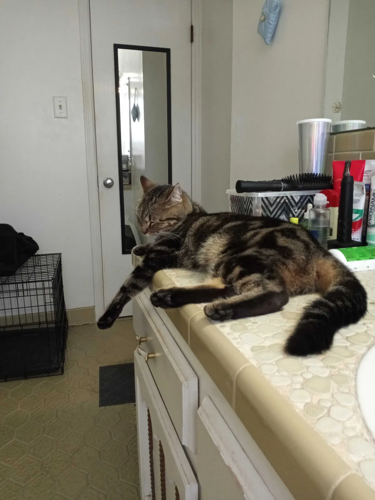 Lost cat in Birmingham, AL, 35216