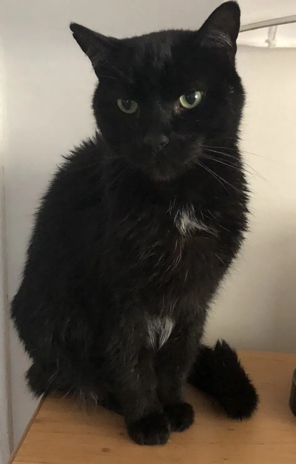 Lost cat in Pleasantville, NJ, 8232