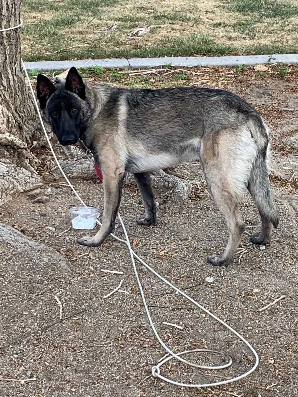 Lost dog in Albuquerque, NM, 87106