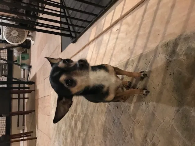 Lost dog in Dagsboro, DE, 19939