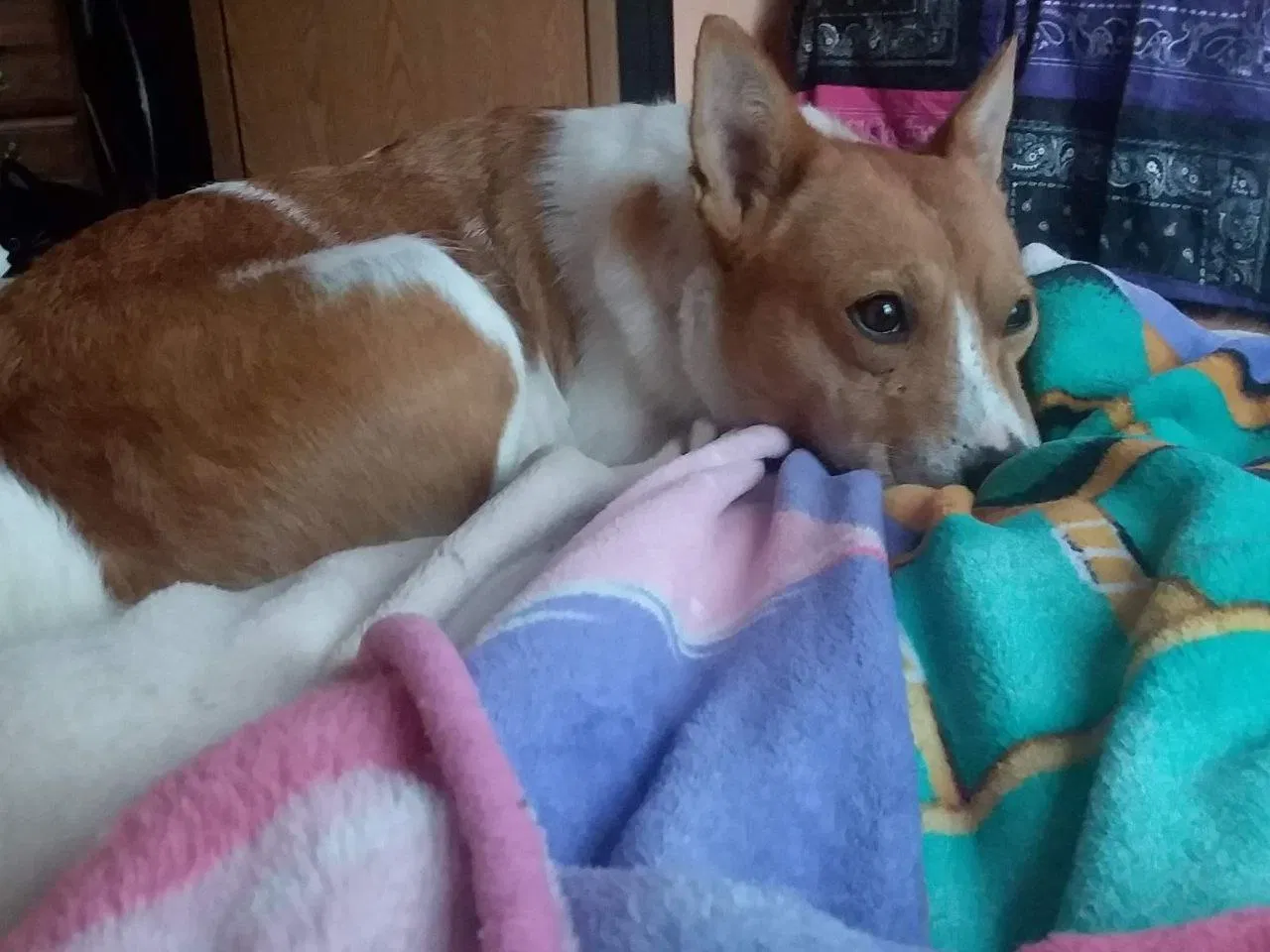Lost dog in Mitchell, IN, 47446