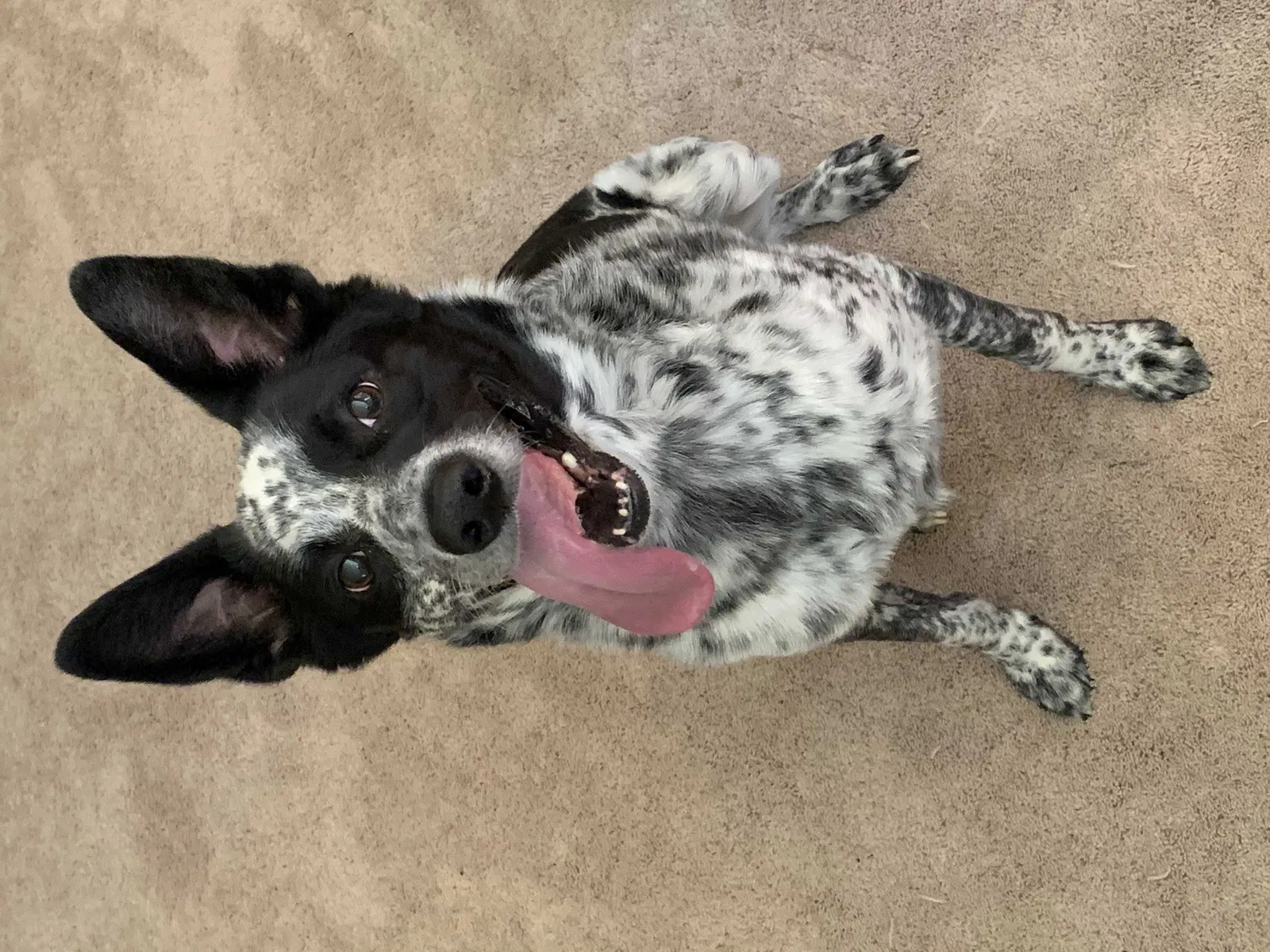 Lost dog in Beloit, WI, 53511